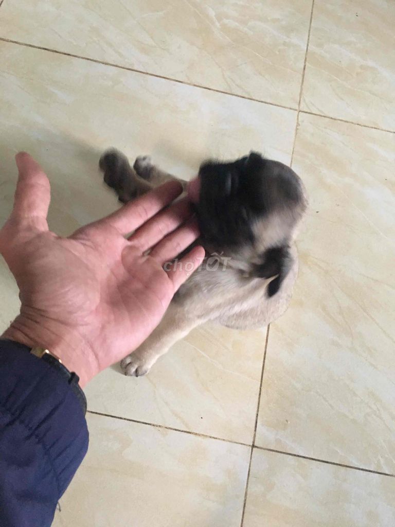 Rã bầy pug