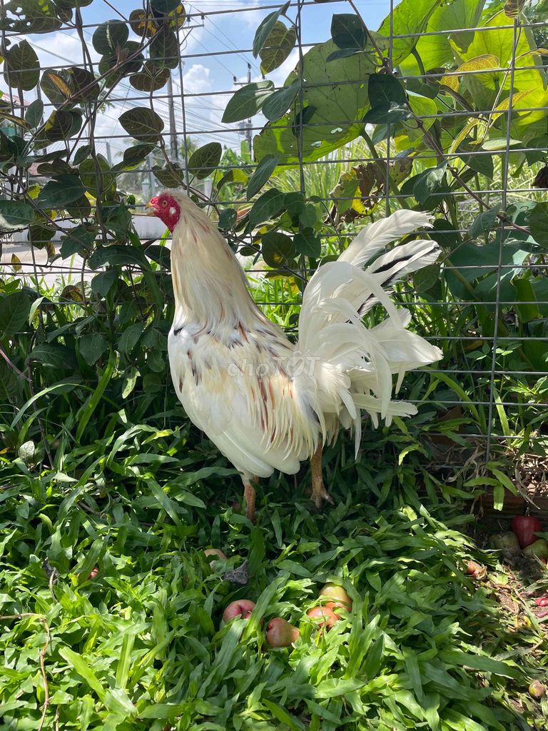 Gà chọi Cuban Mỹ 1kg8. Mua bán Gà tại Quận Ninh Kiều Cần Thơ được đăng bởi Chuyên gà đá  hình 1