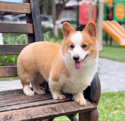 corgi đực 8 tháng tuổi. Mua bán Chó tại Thành phố Thái Bình Thái Bình được đăng bởi Nguyễn Hoàng