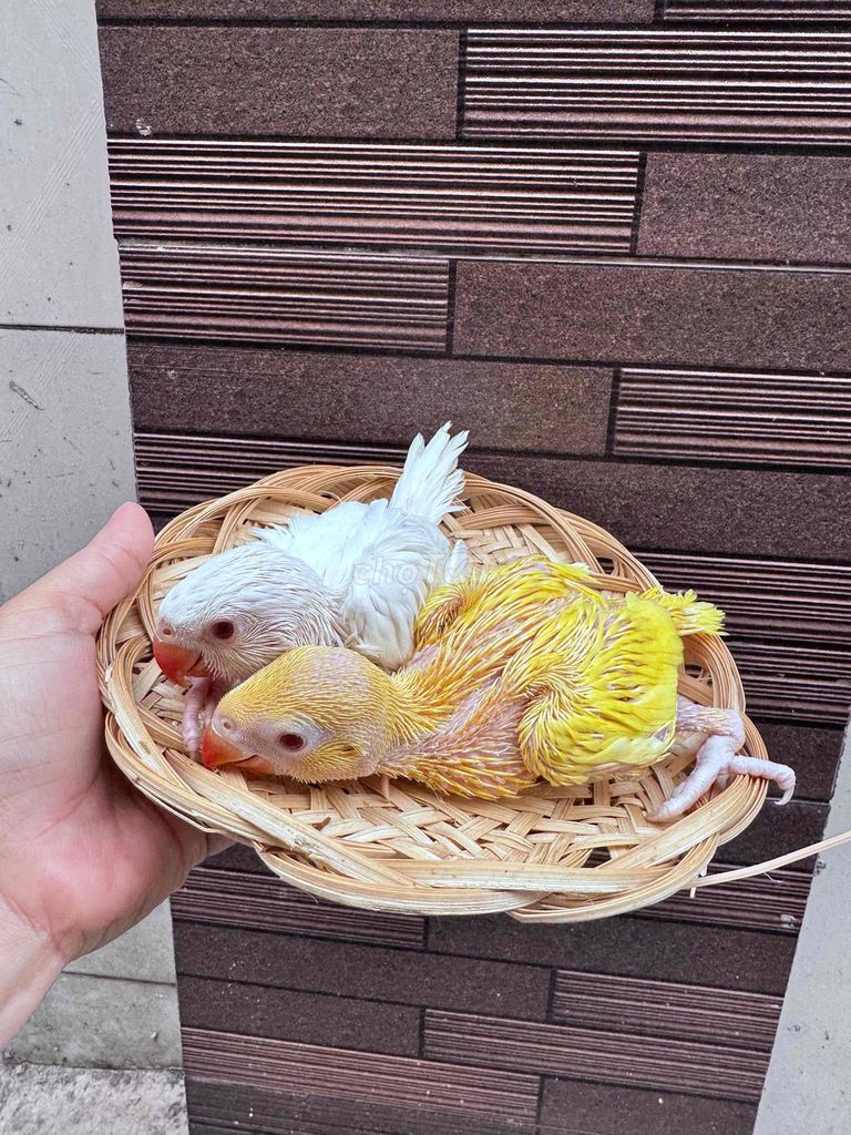 Chim cảnh non Vàng Trắng nói giỏi. Mua bán Chim tại Quận Tân Phú Tp Hồ Chí Minh được đăng bởi Thủy huỳnh hình 1