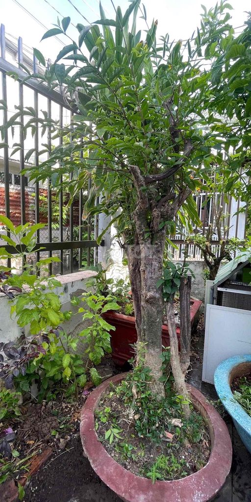 Mai chiếu thủy Lá xanh tươi Dễ chăm sóc. Mua bán Cây cảnh, đồ trang trí tại Thành phố Bà Rịa Bà Rịa - Vũng Tàu được đăng bởi Như Quỳnh hình 1