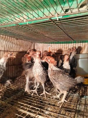 Gà Ai Cập chuyên nuôi lấy trứng, đẻ không ấp. Mua bán Gà tại Quận 11 Tp Hồ Chí Minh được đăng bởi phuong kim huong