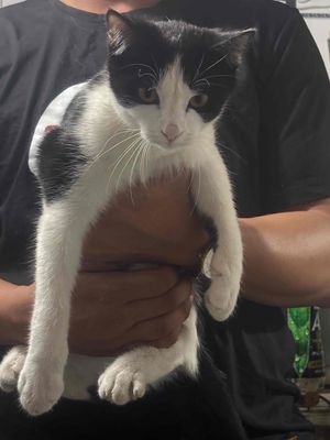 em cần tìm chủ mới cho bé mèo. Mua bán Mèo tại Thành phố Dĩ An Bình Dương được đăng bởi Quỳnh