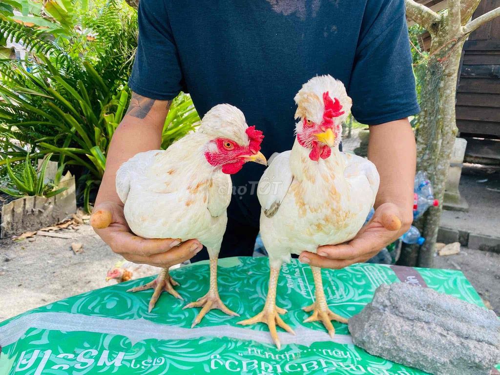 Mái Thái nhập VIP bổn đầu chớp lứa so 2kg3. Mua bán Gà tại Thành phố Mỹ Tho Tiền Giang được đăng bởi Huy Gà Thái Nhập hình 1