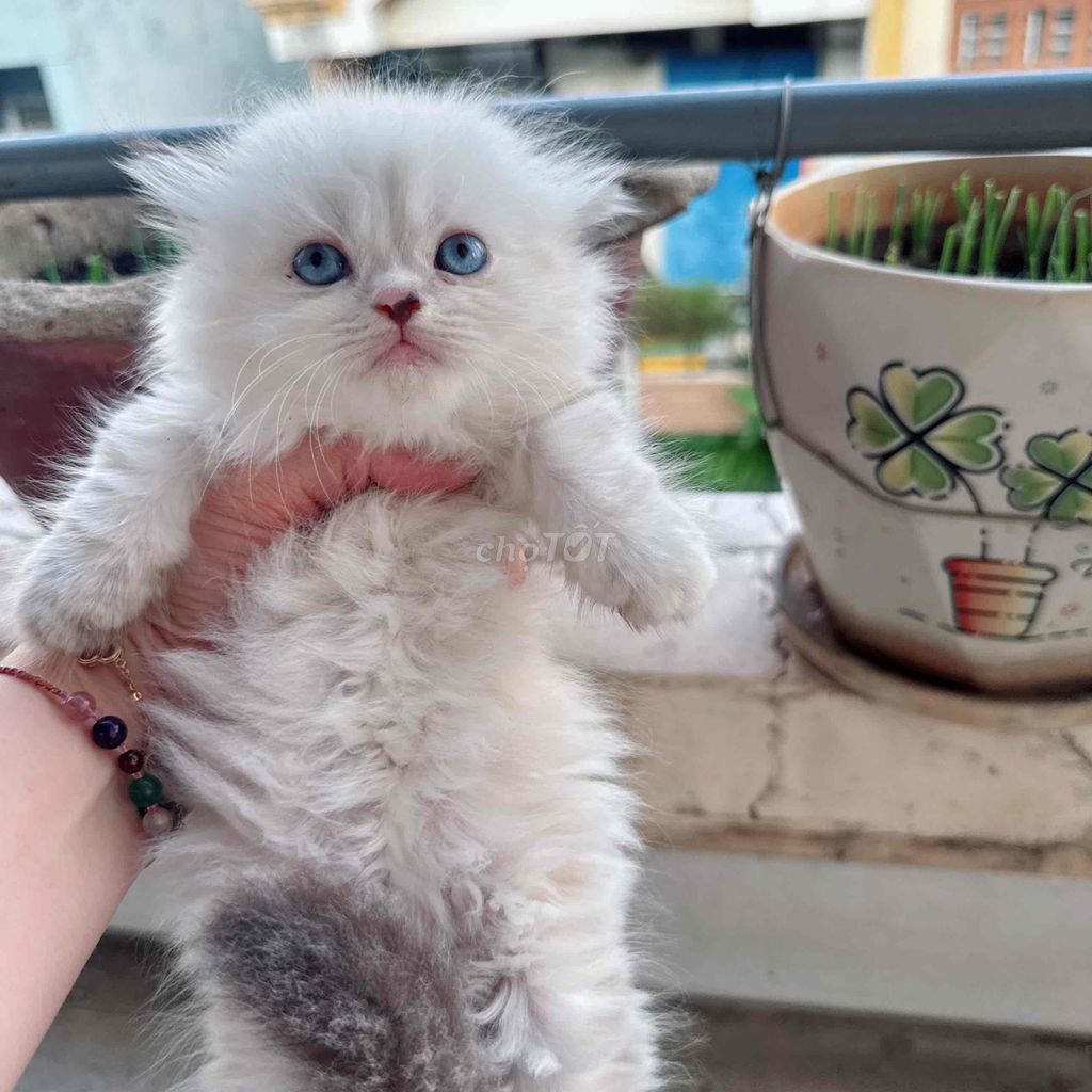 Mèo Ba Tư Cái Trắng Mèo con. Mua bán Mèo tại Quận Tân Bình Tp Hồ Chí Minh được đăng bởi hong hoa hình 1