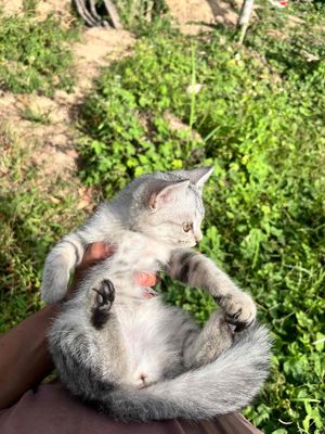 Mèo anh lông ngắn xám trắng. Mua bán Mèo tại Quận Ngũ Hành Sơn Đà Nẵng được đăng bởi HS Farm Nông trại nghỉ dưỡng
