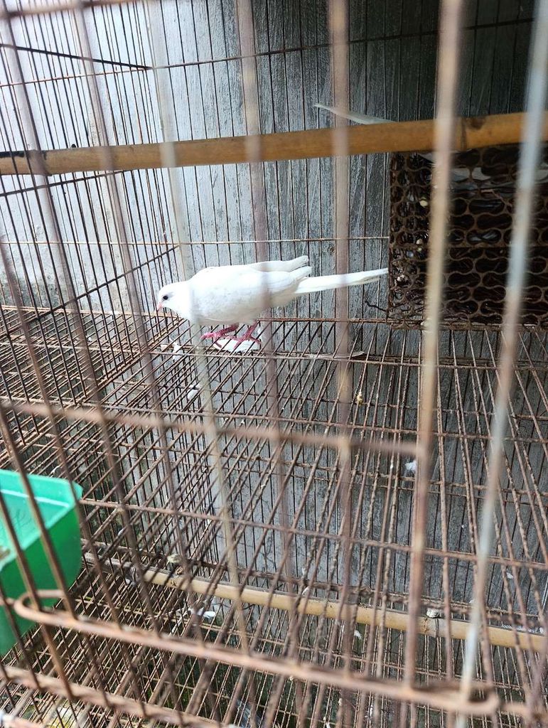 Cu gáy Thái Trắng . Mua bán Chim tại Thành phố Biên Hòa Đồng Nai được đăng bởi Hoàng Hải 334 hình 1