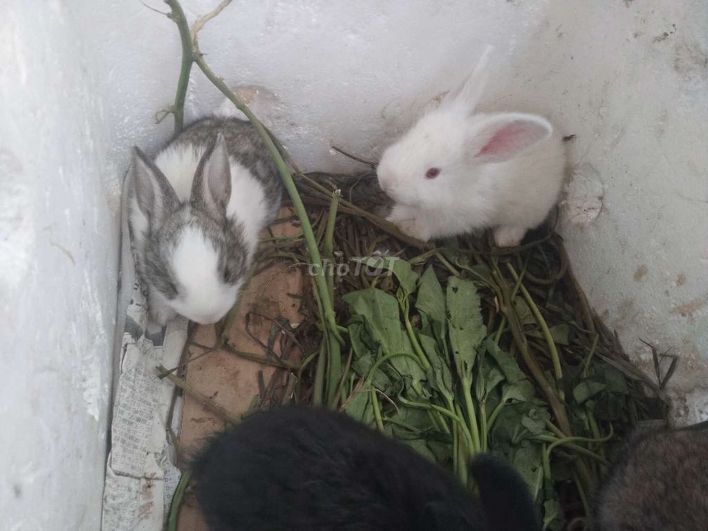 Thỏ con. Mua bán Thú cưng khác tại Huyện Thanh Bình Đồng Tháp được đăng bởi Kim Thoa hình 1