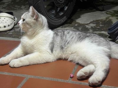 Mèo anh lông ngắn