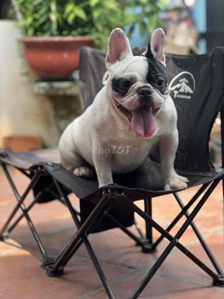 Chó Bull Pháp màu Bò sữa. Mua bán Chó tại Quận 12 Tp Hồ Chí Minh được đăng bởi Nguyen Quyen hình 1