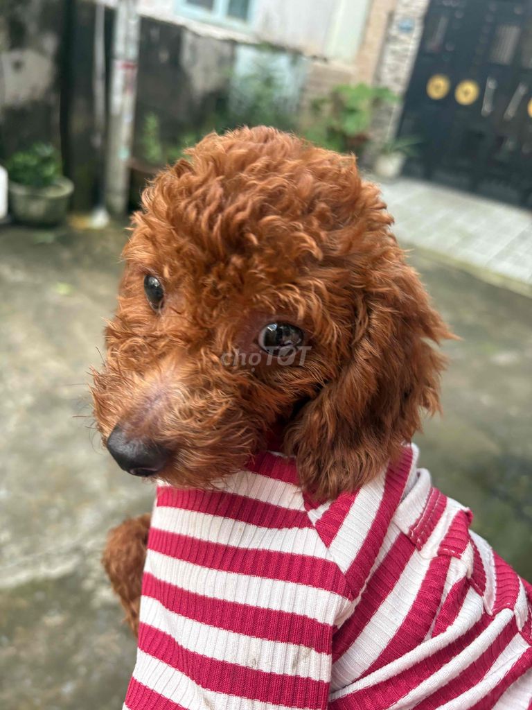 POODLE THUẦN CHỦNG CÁI. Mua bán Chó tại Thành phố Thủ Đức Tp Hồ Chí Minh được đăng bởi Ân Ân hay thanh lý tất tần tật  hình 2