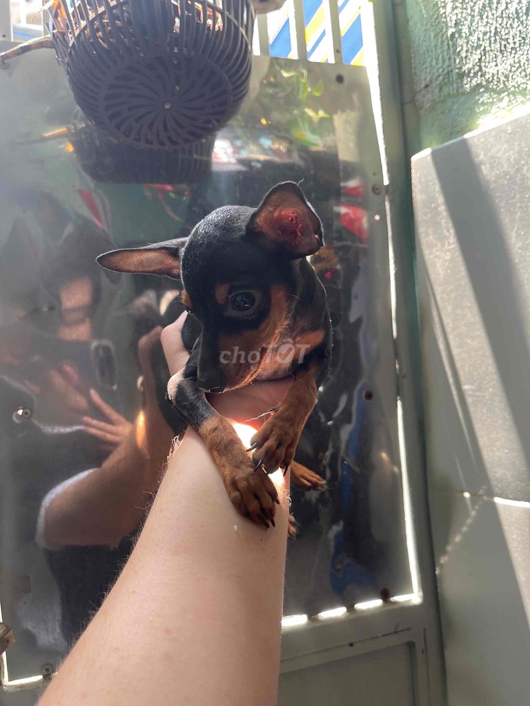 Phóc Hươu Dáng Chuẩn size Mini - 4 tháng tuổi. Mua bán Chó tại Quận 7 Tp Hồ Chí Minh được đăng bởi Trần Thái Huy hình 1