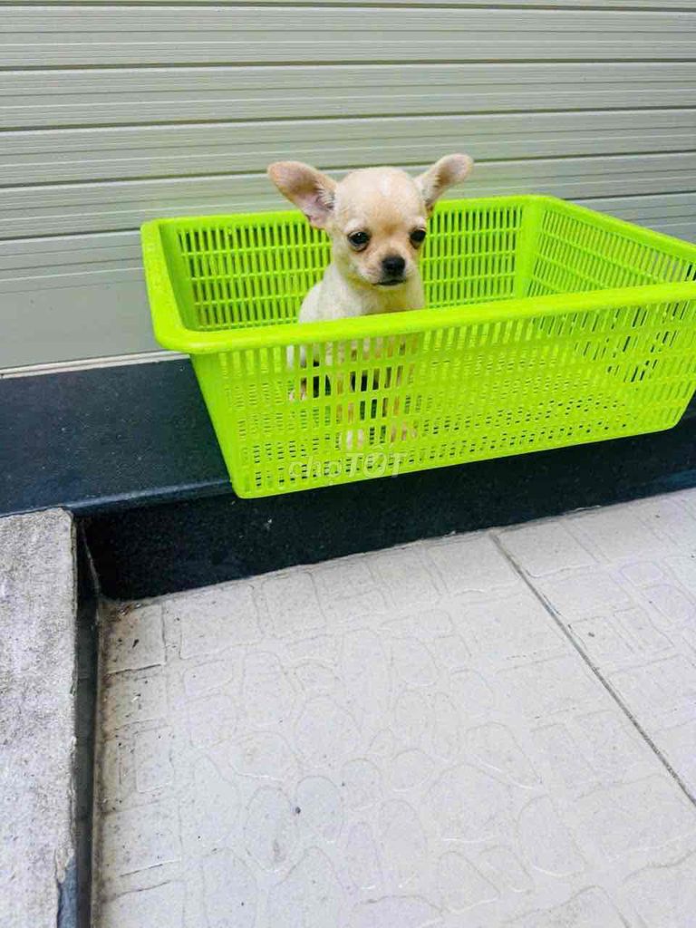 Chó Chihuahua đực hơn 2 tháng. Mua bán Chó tại Quận Phú Nhuận Tp Hồ Chí Minh được đăng bởi Đỗ khắc tiếng hình 1