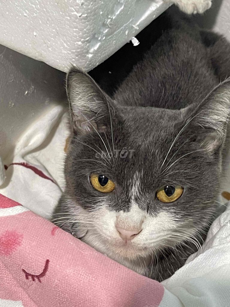 Mèo Anh lông ngắn Xám trắng. Mua bán Mèo tại Quận 12 Tp Hồ Chí Minh được đăng bởi Uyên hình 1