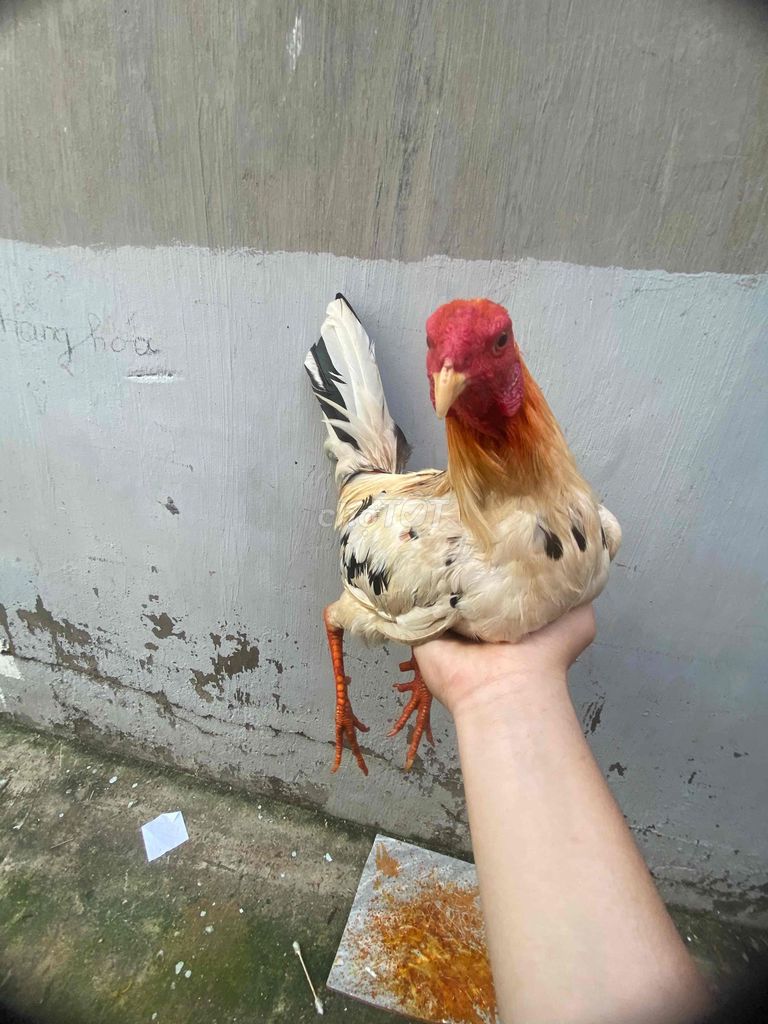 Gà Trống Trắng Nâu Đen. Mua bán Gà tại Quận 8 Tp Hồ Chí Minh được đăng bởi Đoàn Thanh Dũng Lộc hình 1
