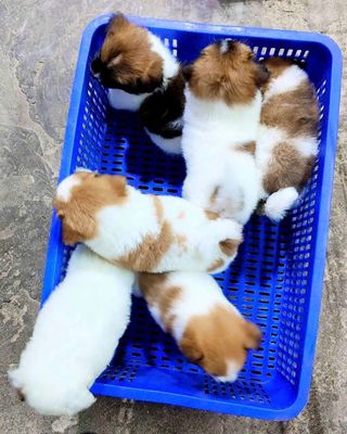 poodle tini, fox sóc mini