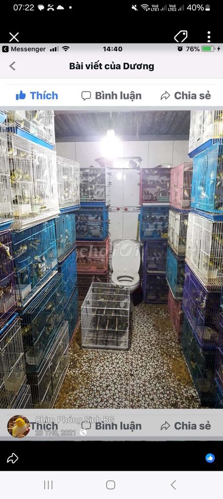 Chim phóng sinh trống mái. Mua bán Thú cưng khác tại Quận Long Biên Hà Nội được đăng bởi tổng kho gia dụng  hình 1