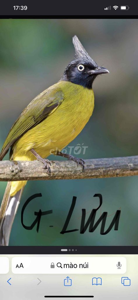 Chim chào mào Vàng Đen. Mua bán Chim tại Quận Bình Thạnh Tp Hồ Chí Minh được đăng bởi heri hình 1
