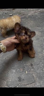 Tìm sen cho 2 e poodle mắt mũi Hồng 2,5 tháng. Mua bán Chó tại Quận Hai Bà Trưng Hà Nội được đăng bởi Nam nguyễn