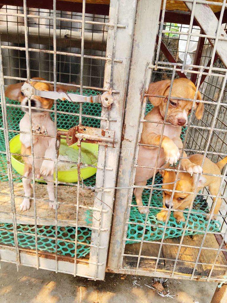 Chó con màu Nâu vàng. Mua bán Chó tại Huyện Trực Ninh Nam Định được đăng bởi Van Pham hình 1