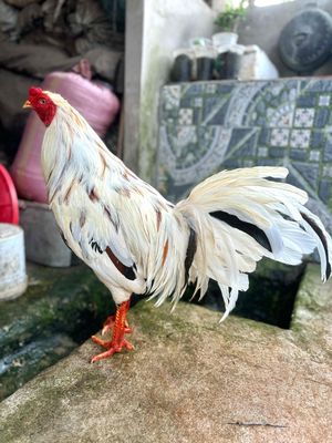 Thái mỹ 3kg5 bổn hay - hàng đỗ mái. Mua bán Gà tại Quận Ô Môn Cần Thơ được đăng bởi Thanh Nam