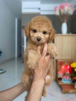 chó poodle tiny vàng mơ 3 tháng tuổi