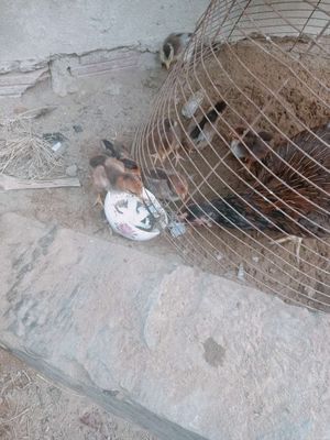 Gà lại chọi lứa 7 con y hình. Mua bán Gà tại Quận Cẩm Lệ Đà Nẵng được đăng bởi Chuyên gà chọi Đà Nẵng