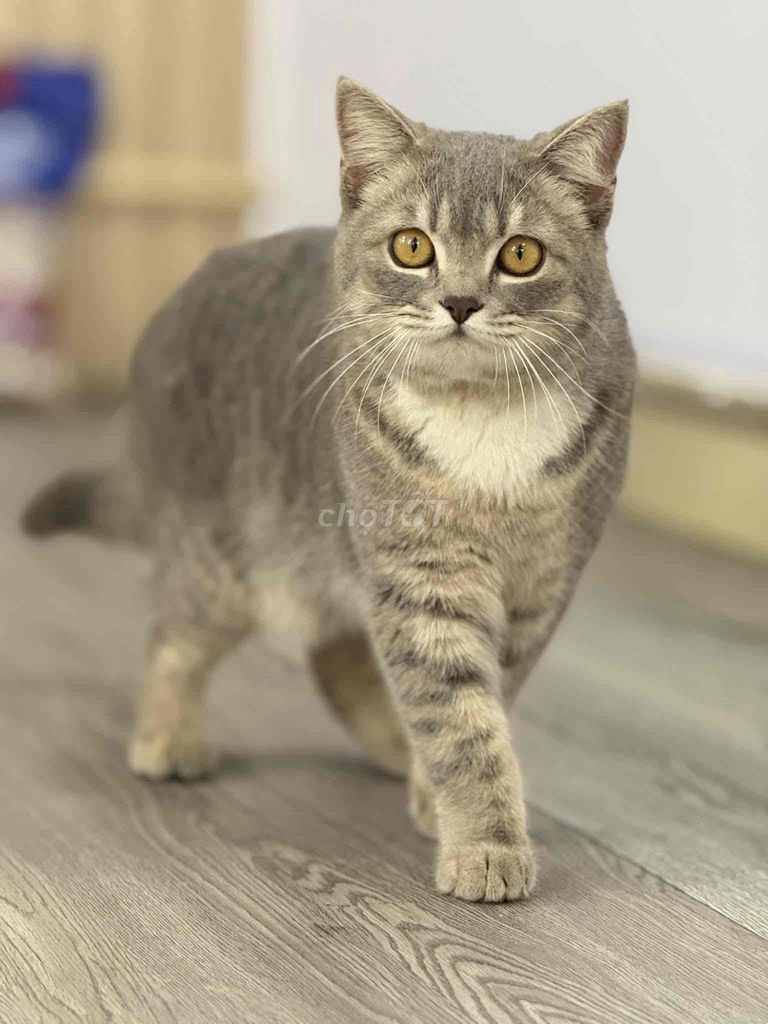 Mèo Anh lông ngắn Xám cần tìm sen. Mua bán Mèo tại Quận Hải An Hải Phòng được đăng bởi Đức Chung hình 1
