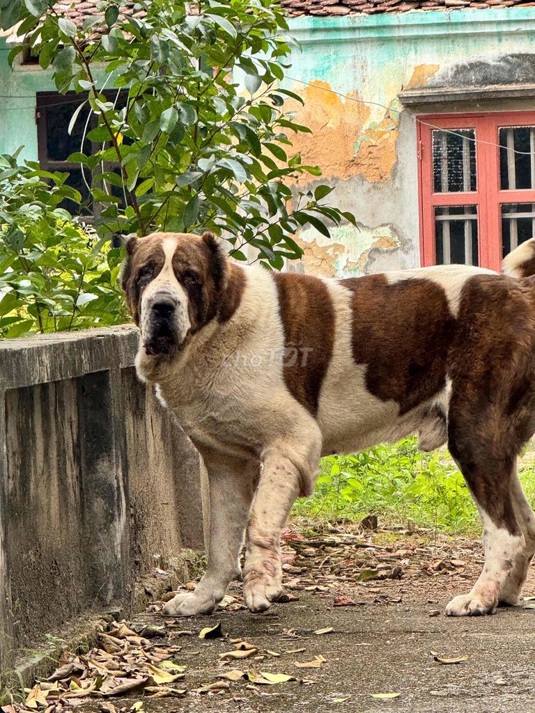 Chó Alabai con 2 tháng tuổi. Mua bán Chó tại Huyện Việt Yên Bắc Giang được đăng bởi chó khổng lồ Great Dane hình 1