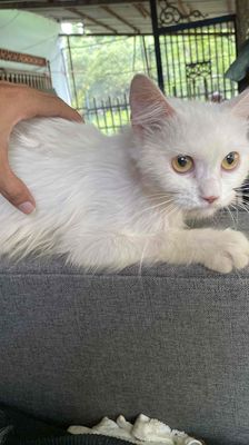 mèo Ald thuần cái trắng tinh.. Mua bán Mèo tại Thành phố Thủ Đức Tp Hồ Chí Minh được đăng bởi Nguyễn Tấn Đạt hình 1
