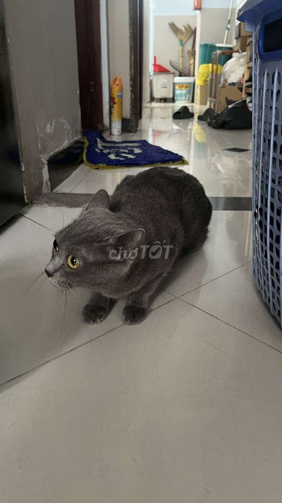Mèo anh lông ngắn (lai ) giống cái. Mua bán Mèo tại Quận Bình Thạnh Tp Hồ Chí Minh được đăng bởi Thai D hình 1