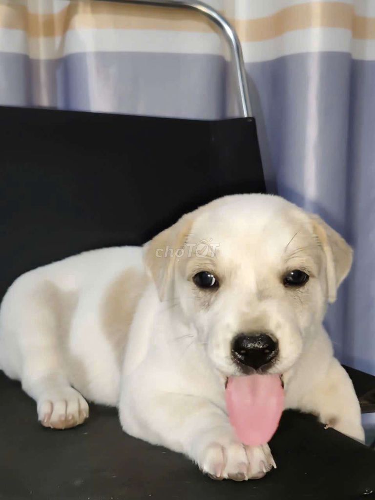 Bé trai labrador thông minh yêu trẻ con. Mua bán Chó tại Huyện Bình Chánh Tp Hồ Chí Minh được đăng bởi Mỹ Hạnh hình 1