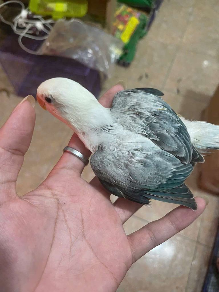 Chim lovebird non thuần quấn chủ