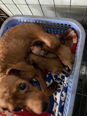 chia sẽ ae đam mê. Mua bán Chó tại Thành phố Vĩnh Long Vĩnh Long được đăng bởi Kietvlong