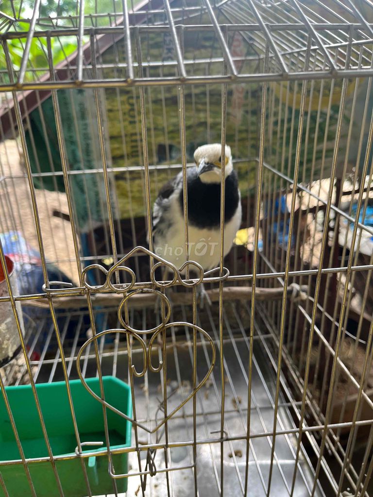 giống chim cà cưỡng chim đã nuôi được 1 năm rưỡi. Mua bán Chim tại Huyện Lương Tài Bắc Ninh được đăng bởi Phạm Gia Gia hình 1