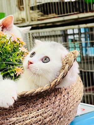 Mèo aln tai cụp mắt xanh thuần giá rẻ tại tphcm