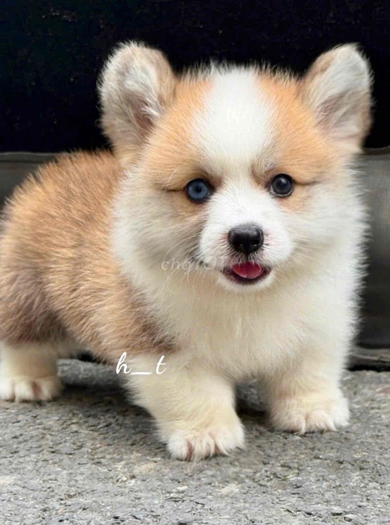 vip corgi phom dăng chuẩn mông to vip. Mua bán Chó tại Quận Bình Tân Tp Hồ Chí Minh được đăng bởi huỳnh thật  hình 2