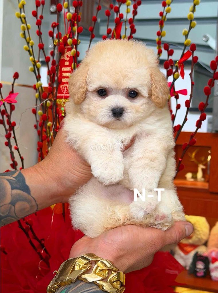 Chó Poodle tiny. Mua bán Chó tại Quận Bình Tân Tp Hồ Chí Minh được đăng bởi Trang  hình 1