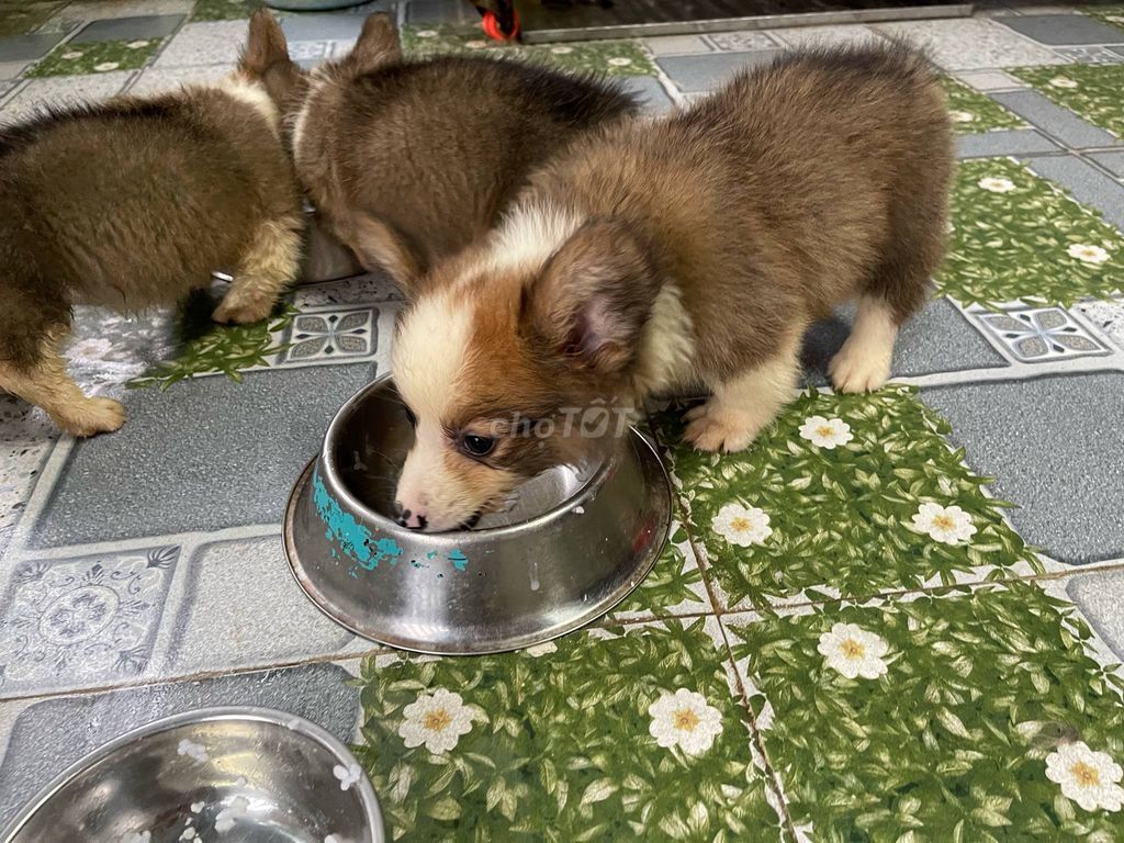 Corgi con thuần chủng 2 tháng tuổi (đực / cái). Mua bán Chó tại Quận 1 Tp Hồ Chí Minh được đăng bởi Trương Thanh Sơn hình 2