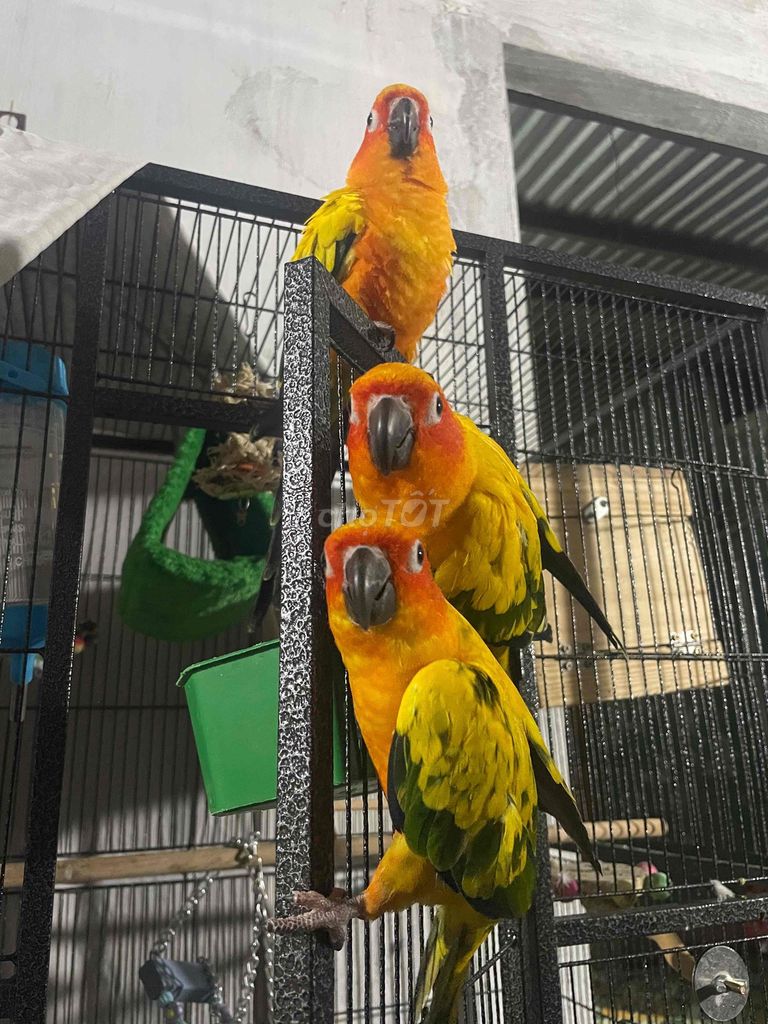 Vẹt Sun Conure Vàng cam. Mua bán Chim tại Quận Ngũ Hành Sơn Đà Nẵng được đăng bởi Hatran88 hình 1
