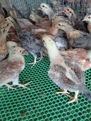 Gà ta thả vườn 3 4 lạng. Mua bán Gà tại Thành phố Dĩ An Bình Dương được đăng bởi lê minh thuận