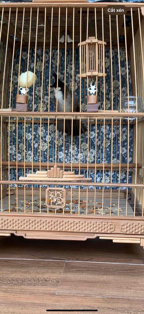 Chim mái , mào lân xoè cứng. Mua bán Chim tại Quận Hải Châu Đà Nẵng được đăng bởi Mẫn hình 1