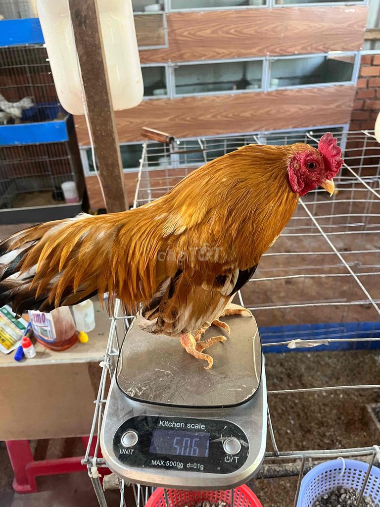 Gà trống Vàng khét Đực. Mua bán Gà tại Thị xã Phước Long Bình Phước được đăng bởi hb hình 1