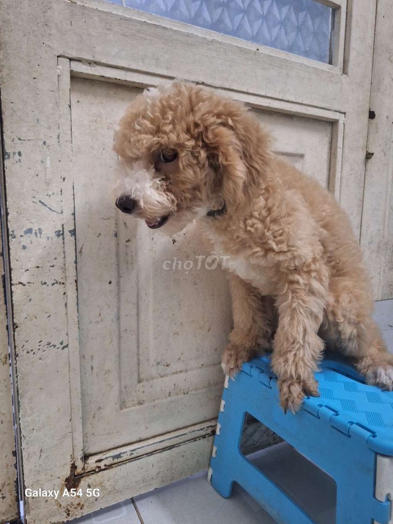 Bán chó Poodle