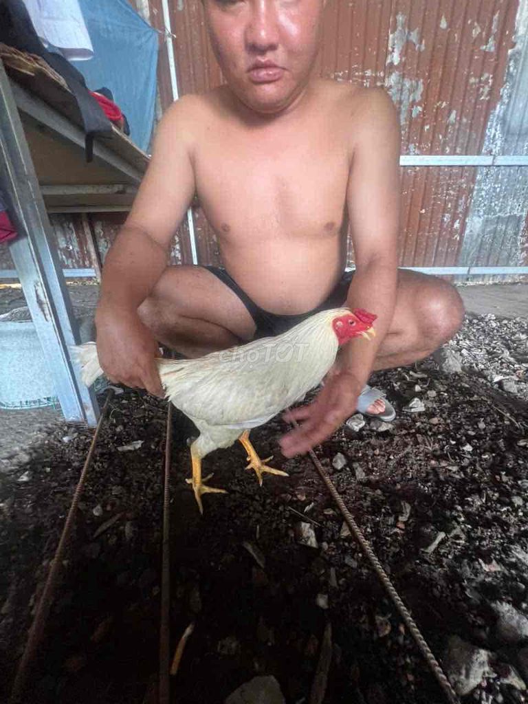 gà úa 1k7. Mua bán Gà tại Quận 12 Tp Hồ Chí Minh được đăng bởi Nguyễn Văn Sang hình 1