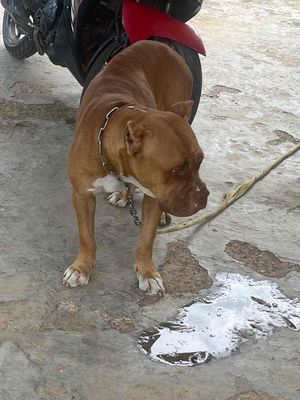 bandog đòng chó to. Mua bán Chó tại Thành phố Biên Hòa Đồng Nai được đăng bởi Thienthinh thú cưng tam phước