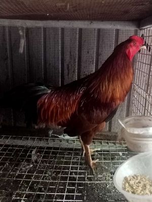 3k trạng 3k2 bo lớn có trây chét. Mua bán Gà tại Huyện Tịnh Biên An Giang được đăng bởi Bọ cạp