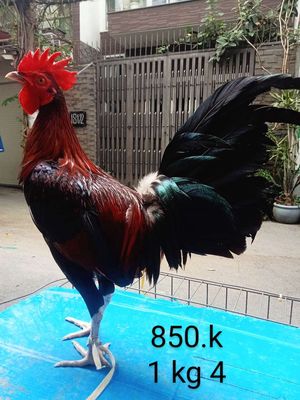 Lá 1 kg 4 gà zin. Mua bán Gà tại Quận Gò Vấp Tp Hồ Chí Minh được đăng bởi nam gà tre 