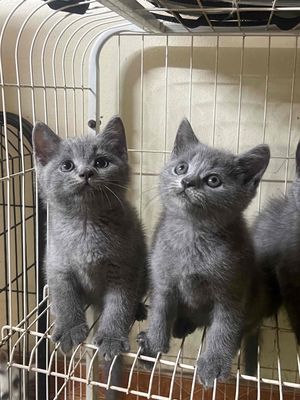 mèo aln màu xám xanh 2 tháng tuổi nhà đẻ khoẻ mạnh