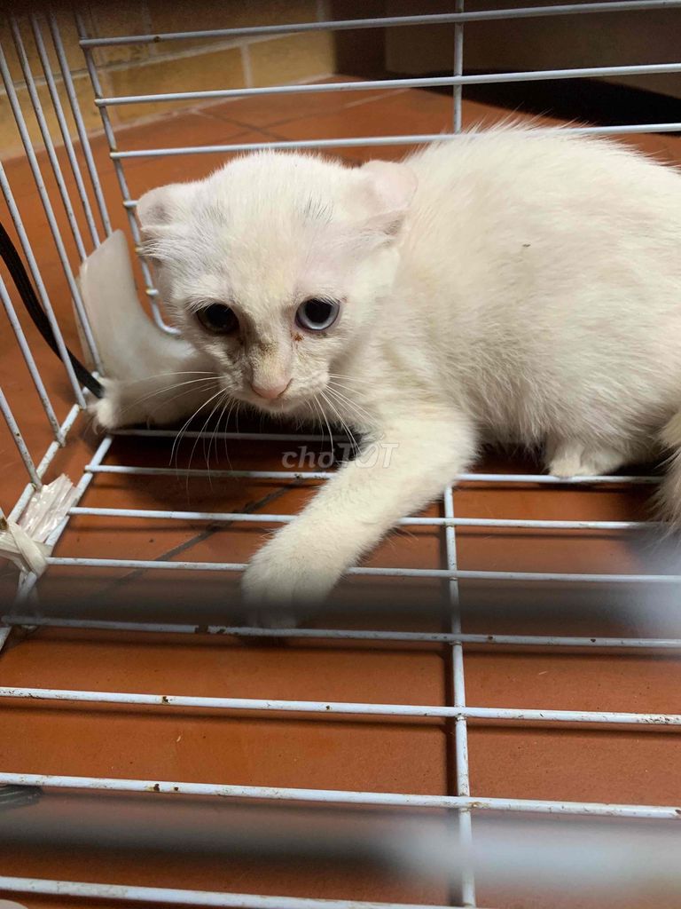 Mèo con Trắng mắt Xanh hơn 2 tháng. Mua bán Mèo tại Quận Hoàng Mai Hà Nội được đăng bởi Nguyễn Thanh Xuân hình 1